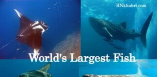 What is the World's Largest Fish – Top 10 Largest Fish