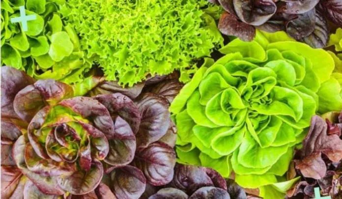Benefits of Lettuce leaves and Side Effects
