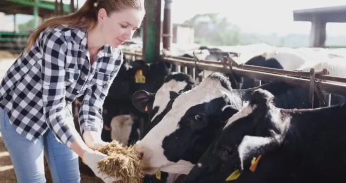 How to Take Dairy Farm Business Loan – Interest Rate, Document, Eligibility