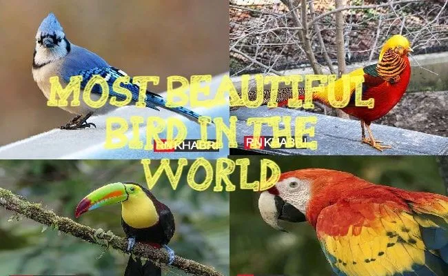 Which is the Most Beautiful Bird in the World?, 10 Beautiful Bird