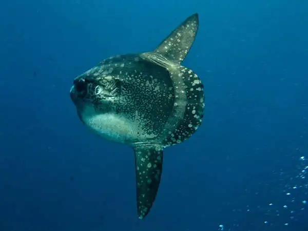 Ocian Sunfish