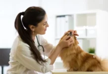 How To Become A Veterinary Doctor Course