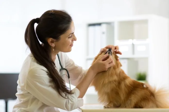 How To Become A Veterinary Doctor Course