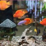 Benefits of Keeping Fish Aquarium at Home