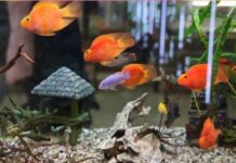 Benefits of Keeping Fish Aquarium at Home