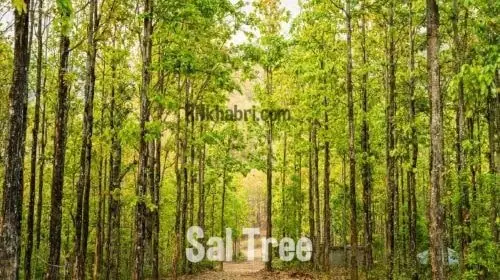 Benefits and Disadvantages of Sal Tree