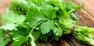 Benefits of Coriander Health, Beauty and Disadvantages