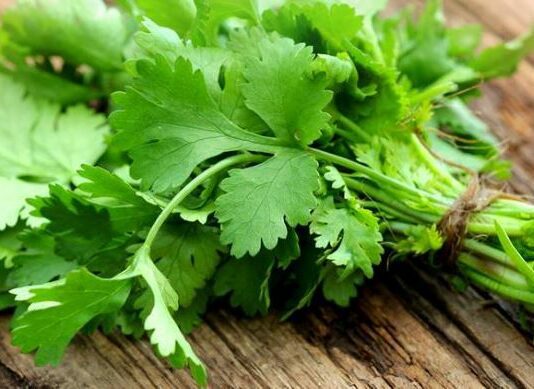 Benefits of Coriander Health, Beauty and Disadvantages